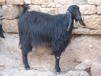 Kıl Keçisi Türleri ve Özellikleri