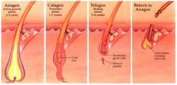 Kıl Kökü Türleri ve Özellikleri